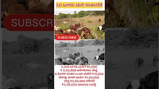 ಟಗರು short sheepfarming hainugarikeinformationinkannada kannadasuccessfullmotivation [upl. by Lilah]