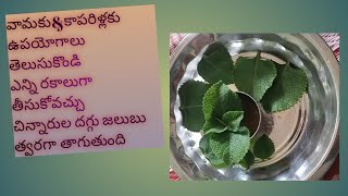 kaparilaku for cold dry cough kaparilaku benefits for babies in telugu  vamaku use [upl. by Atiram]