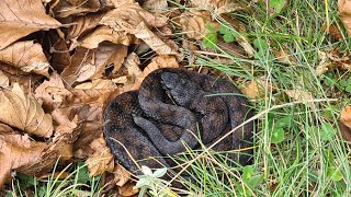 Incontro con la pericolosa vipera aspis di alta montagna ⛰️ 🪱🌲🌳⚠️😨😳😲😃 [upl. by Iahc]