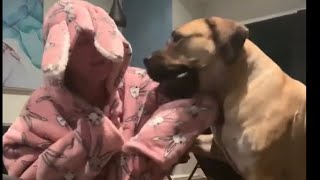 Classic Molly The Boerboel Not The Onesie  viral boerboel trending [upl. by Zurek]