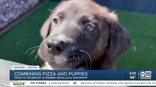 Pizza to the Rescue Phoenix restaurant benefits local rescue dogs [upl. by Assela]