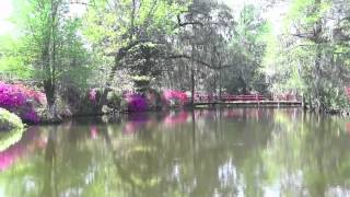 Magnolia Plantation and Gardens [upl. by Ahsiemat182]