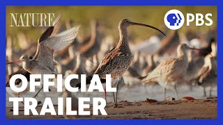 Flyways  Official Trailer  NATURE  PBS [upl. by Yslek]