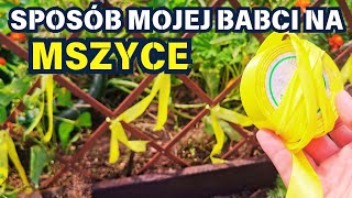 SPOSÓB MOJEJ BABCI NA MSZYCE 🐞 💛 🐞 [upl. by Yroc471]