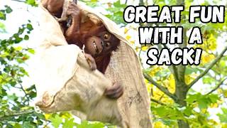 Mischievous Orangutans Adventure With A Sack [upl. by Socin918]