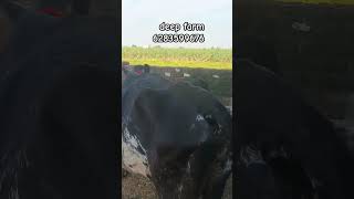 8 October 2024cow vdia  deep farm mallian 6283599676 [upl. by Otir149]