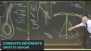 Anatomie des conduits déférents droit et gauche Pelvis 11 [upl. by Ilenna]