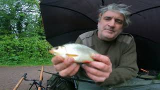 Tench Tiverton canal [upl. by Neve]