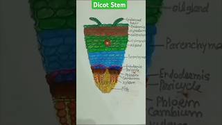 Dicot Stem botanydiagram biologydiagram anatomy [upl. by Amikahs]