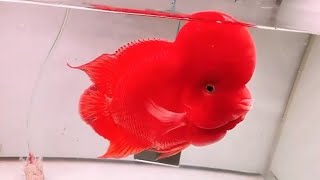 Super Red Flower horn fish  Aquarium fish  Fish tank [upl. by Lem]