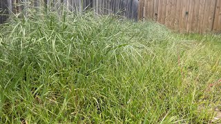 Owners Drive 3 hours to find This yard OVERGROWN not MOWN in MONTHS [upl. by Reteip680]