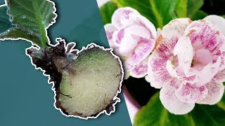 HOW TO PROPAGATE GLOXINIA PLANT BY DIVIDING A TUBER [upl. by Nellaf612]