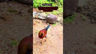 The jungle fowl junglefowl birds animals [upl. by Aracaj714]