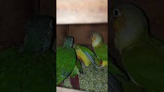 Pineapple and yellow sided conure parrot chicks shorts conureparrot youtubeshorts parrotbay [upl. by Carew]