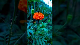 How to Grow Marigold Flower at Home from Seeds plants shorts farming [upl. by Francklin968]