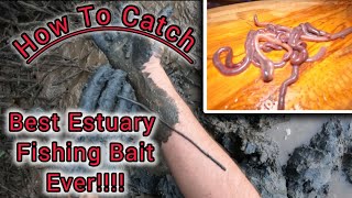 How To Catch The Ultimate Estuary Fishing Bait  Blood Worms Cribb Island Worms [upl. by Nyahs]