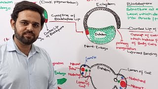 Embryonic induction  Speman  Mangold  NBF  FBISE  Class 12 [upl. by Shaver]