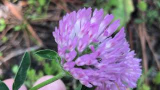 Trifolium pratense Red clover Çayır gülü Kırmızı yonca Yonca Çayır dutu IMG 0620 [upl. by Supple]