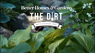 How to Choose the Best Ground Cover Plants for Shade  The Dirt  Better Homes amp Gardens [upl. by Anomar]