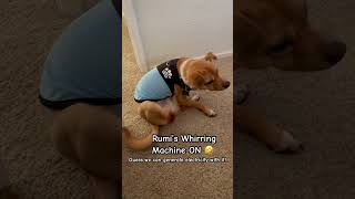 RUMI’s Whirring Machine Mode🤣 shorts viralvideo chihuahua trending puppy dog [upl. by Anelad]