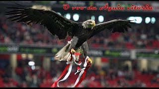 O Voo da Água Vitória  Benfica [upl. by Markus519]