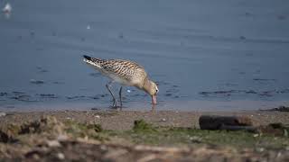 Szlamnik  Bartailed godwit  Limosa lapponica [upl. by Ordnajela]