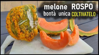 Melone ROSPO dolcissimo varietà antica che si riproduce da seme [upl. by Roots733]