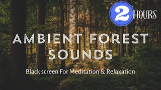 2 Hours of Serene Forest Ambience  Relaxing Forest Sounds for Meditation amp Sleep [upl. by Skees]