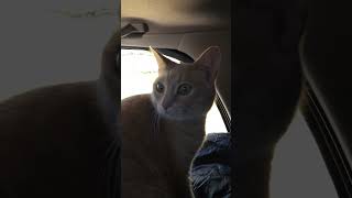 Boondocking cat  GCCC RV Parking lot  tour of inside suv nobuild  cat door for Peanut [upl. by Setiram317]