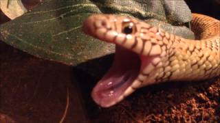 Snake Yawn Compilation [upl. by Ecnedac987]