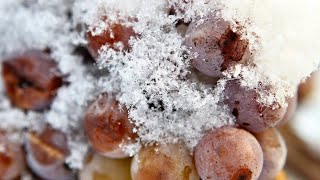 Doch noch Eiswein 2019 „Frost kann zur Ausnahme werden“ [upl. by Annola]