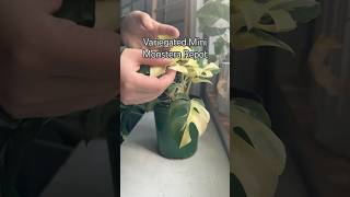 Plant Repot shorts plants indoorplants garden houseplants propagation gardening plantcare [upl. by Sabu867]