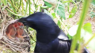 CROW Smashes OUT Sleeping babys  CROW ATTACK  baby bird eaten  bird nest attack [upl. by Valida]