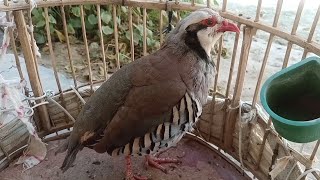 Chukar sound song of partridge beautiful bird [upl. by Megdal]