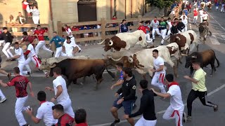 Encierro Tafalla 19082024  Ganadería Toro Pasión  Fiestas de Tafalla [upl. by Williamson]