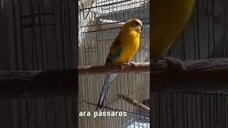 Red Rumped parrot criação red parrot [upl. by Inaniel]