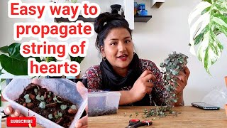 How To Easily amp Quickly Propagate String Of Hearts Ceropegia Woodii Rubys Plants [upl. by Cini]