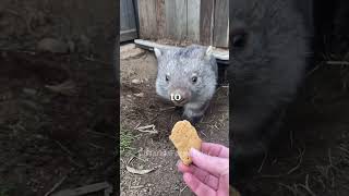 🐨🤩 quotWonderful Wombatsquot 🤩🐨 Discover fascinating facts about these furry creatures 🐾 [upl. by Sherline]