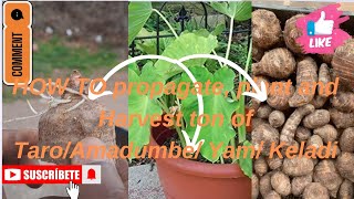 HOW TO PROPAGATE PLANT amp HARVEST A TON OF YAMSAMADUMBE TAROKELADI garden diy food yams LOVE [upl. by Lesak310]