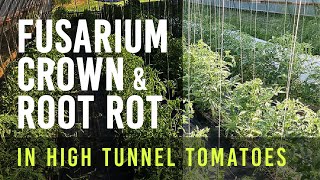 Fusarium Crown amp Root Rot in High Tunnel Tomatoes [upl. by Podvin]