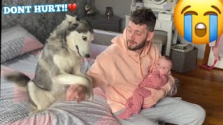 Concerned Husky Argues With Dad Thinking She’s Protecting My Newborn Baby CUTEST REACTION EVER [upl. by Blight]