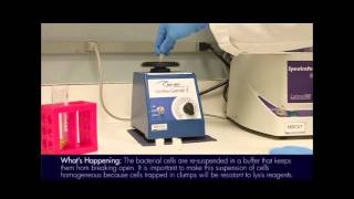 Plasmid Mini Prep Protocol [upl. by Enwad]