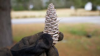 Compost and Pine Cones [upl. by Wester]