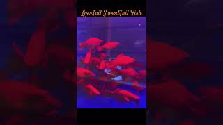 MMA Shorts  LyerTail SwordTail Fish swordtail swordtailfish aquariumfish [upl. by Leirum]