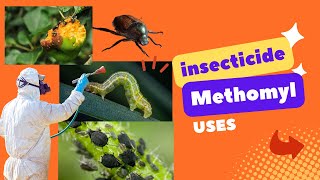 Methomyl Insecticide Effective Pest Control for Crops  Uses Mode of Action amp Dosage aphids [upl. by Anabal]