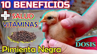 ▶ ¿Por qué dar PIMIENTA NEGRA⚫ a POLLITOS🐥🐤 y GALLINAS🐔  Remedios Naturales [upl. by Eiramoj331]