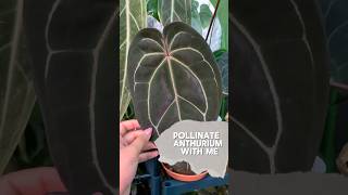 Pollinating Anthurium 🌱 anthurium tutorial plantchores houseplants plants shorts viralvideo [upl. by Ennoira]