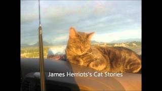 Read Aloud James Herriots Cat Stories [upl. by Ahsinak974]