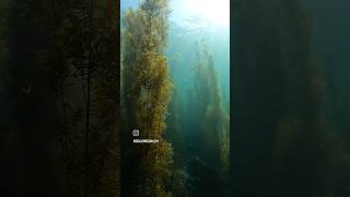 Rockweed season in jeju 스쿠버스토리 비양도 diving sea underwater video reels shorts youtube fyp [upl. by Ailadi]