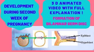 Development of Embryo during Second Week of Pregnancy  Full Explanation with 3DAnimationEmbryo [upl. by Dorelle477]